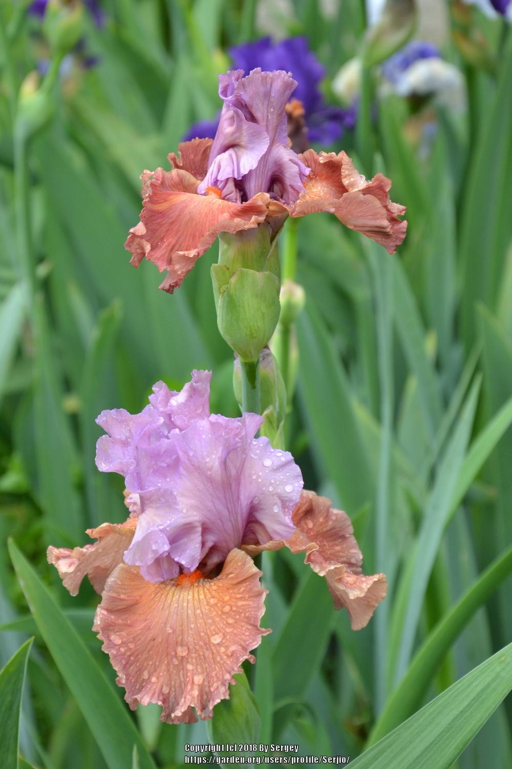 Photo of Tall Bearded Iris (Iris 'Adoree') uploaded by Serjio