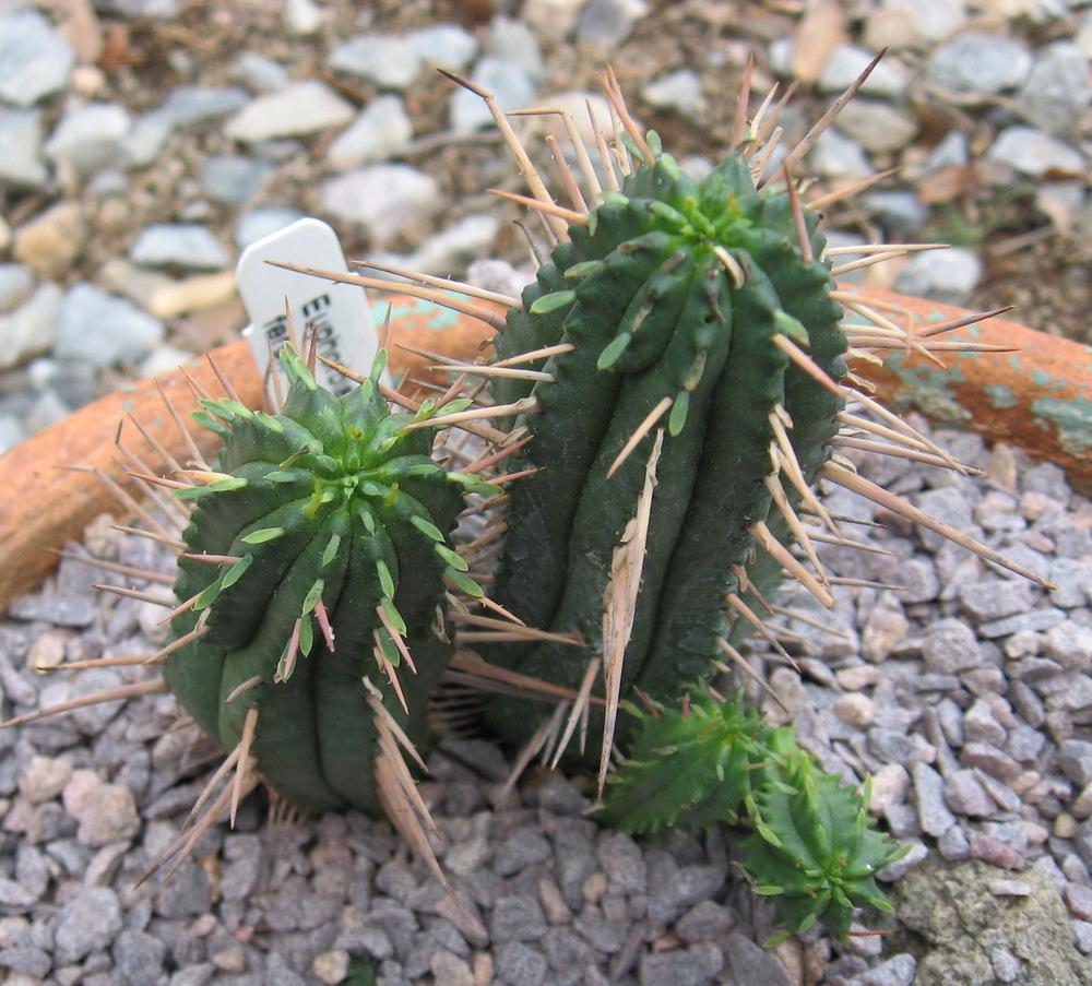 Photo of Euphorbia (Euphorbia ferox) uploaded by plantmanager