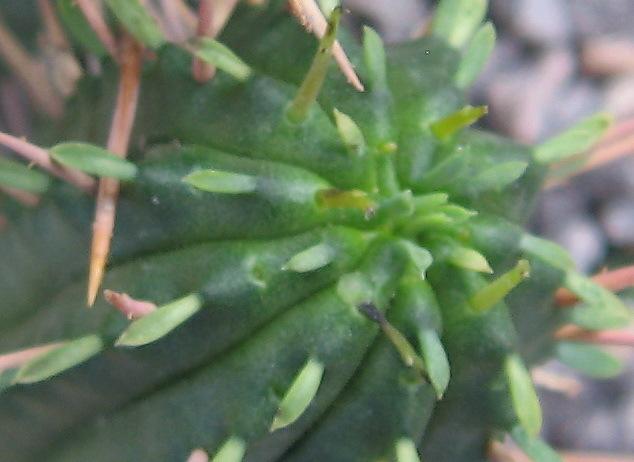 Photo of Euphorbia (Euphorbia ferox) uploaded by plantmanager