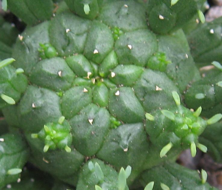 Photo of Medusa's Head (Euphorbia flanaganii) uploaded by plantmanager