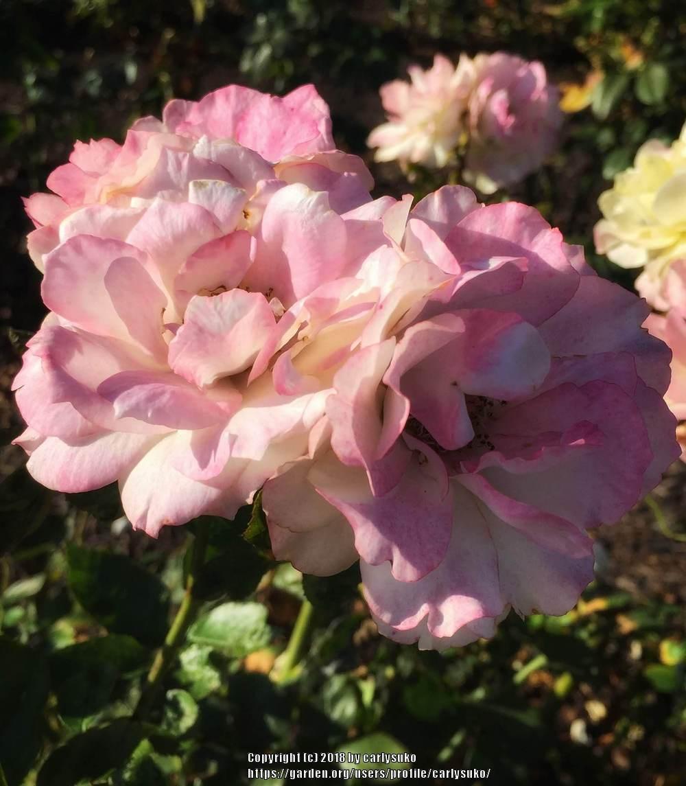 Photo of Rose (Rosa 'Easter Basket') uploaded by carlysuko