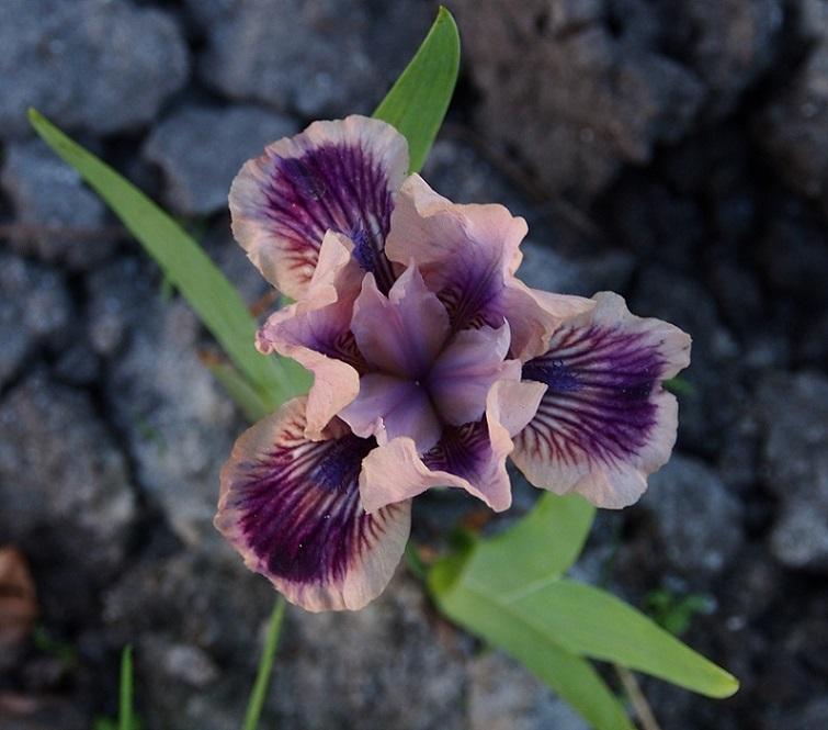 Photo of Standard Dwarf Bearded Iris (Iris 'Shindig') uploaded by IaninaUkr