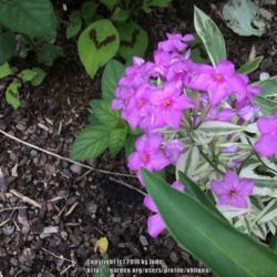 Location: Pittsburgh, Pennsylvania
Date: 2018-06-02
I have had this phlox for 6 years, blooms are sparce, foliage is 