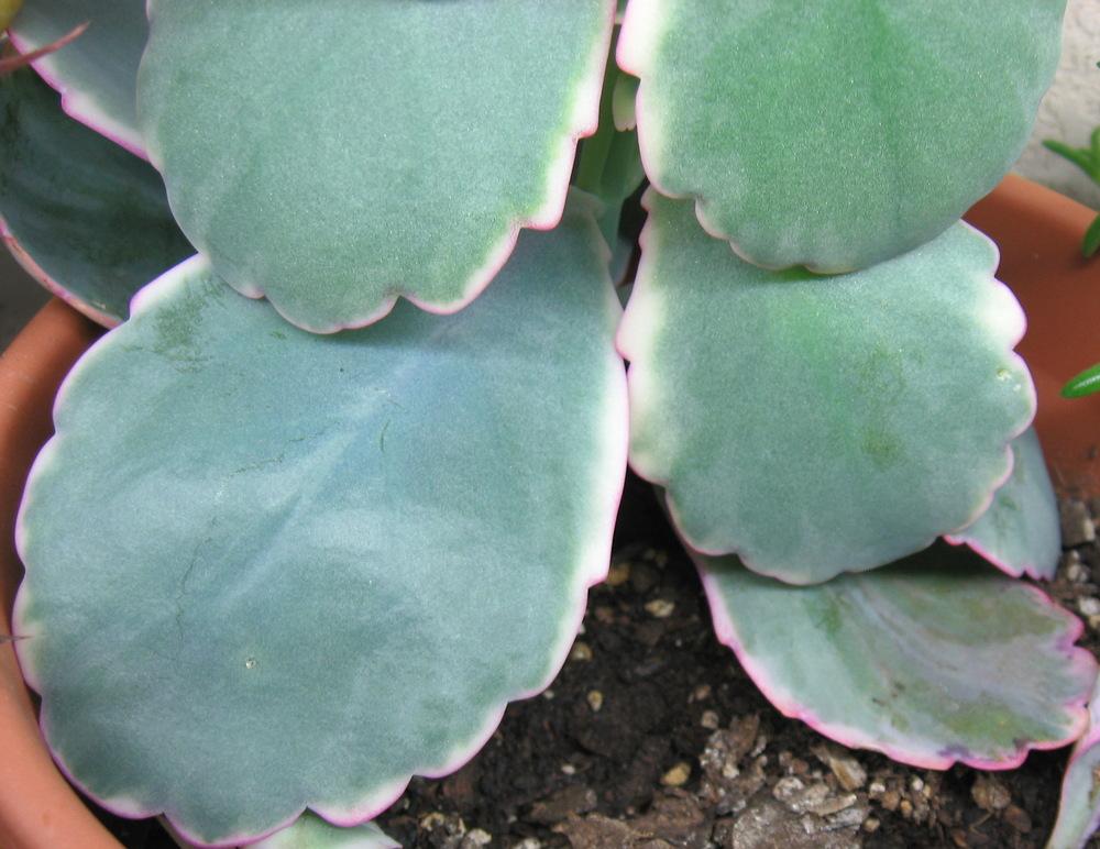 Photo of Lavender Scallops (Kalanchoe fedtschenkoi) uploaded by plantmanager
