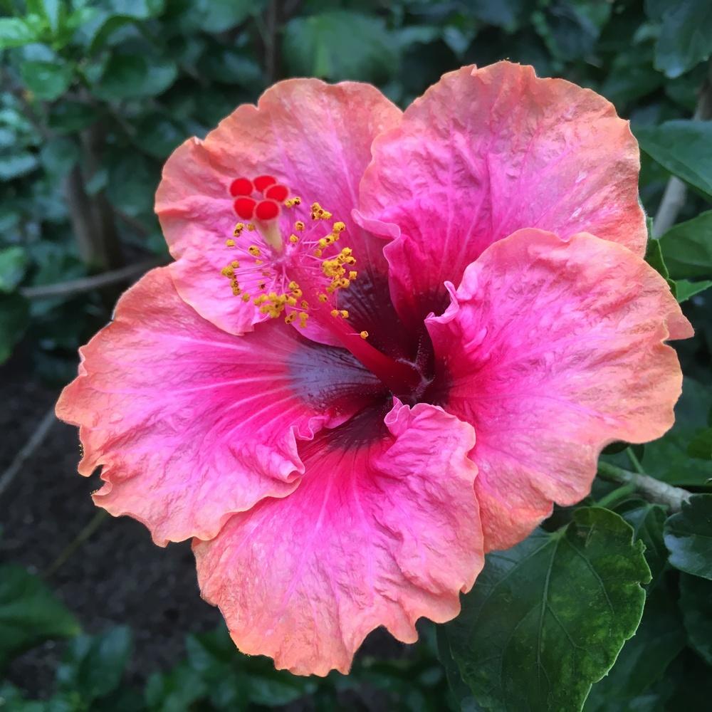 Photo of Tropical Hibiscus (Hibiscus rosa-sinensis 'Erin Rachael') uploaded by csandt