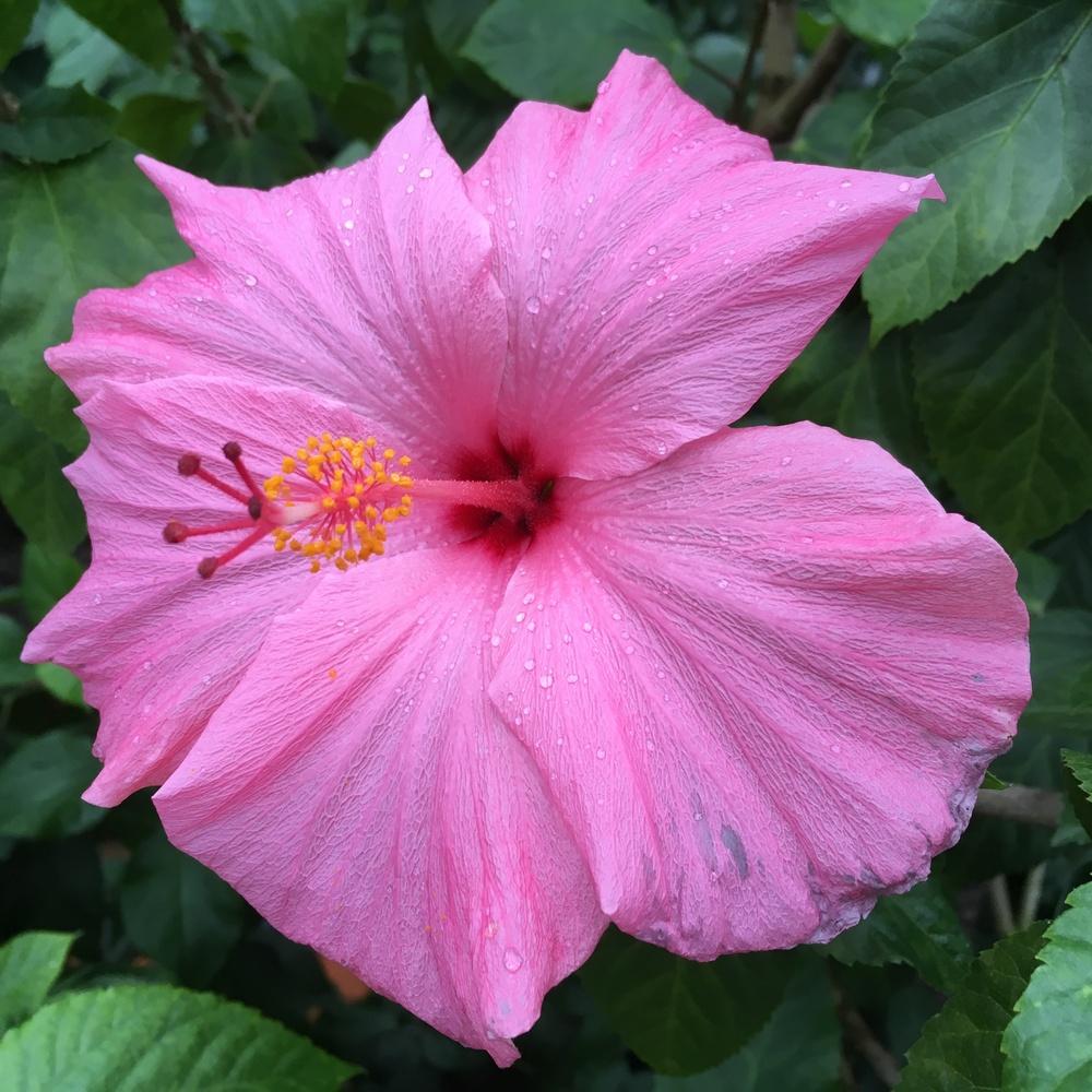 Photo of Tropical Hibiscus (Hibiscus rosa-sinensis 'Seminole Pink') uploaded by csandt