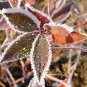 - Contrast of Fall colour with Winter hoar frost.