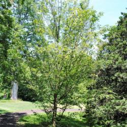 Location: Morris Arboretum in Philadelphia, PA
Date: 2016-06-15
planted specimen