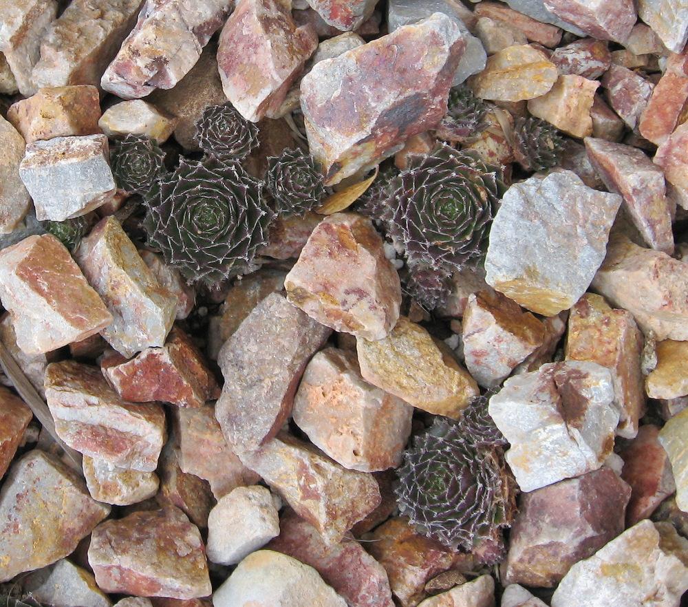 Photo of Hen and Chicks (Sempervivum 'Fair Lady') uploaded by plantmanager