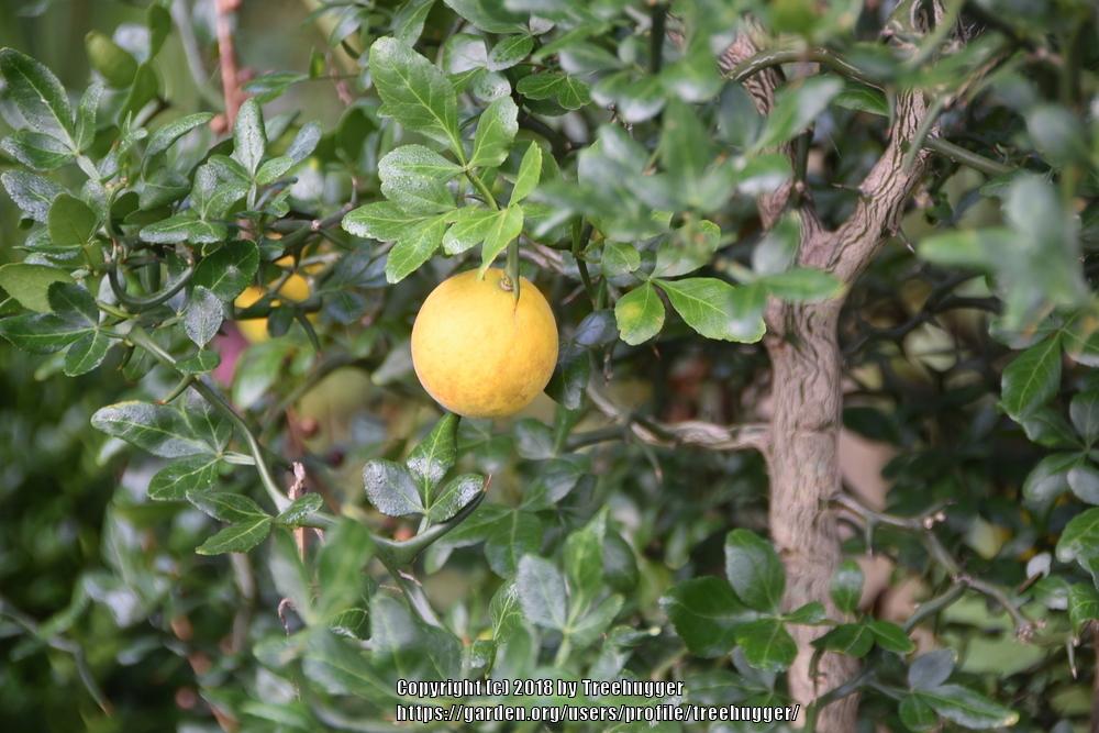 Photo of Trifoliate orange (Citrus trifoliata) uploaded by treehugger