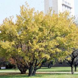 Location: DeKalb, Illinois
Date: October in 1980's
full-grown larger tree in yellow autumn color