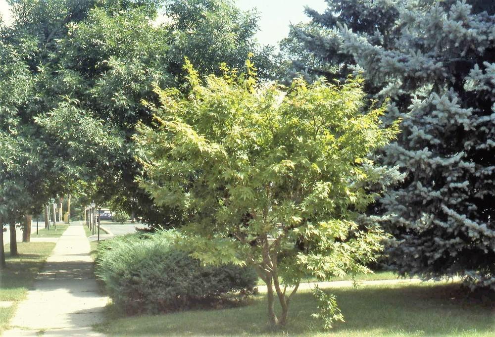 Photo of Japanese Maple (Acer palmatum) uploaded by ILPARW