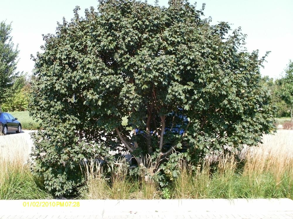 Photo of Field Maple (Acer campestre) uploaded by ILPARW