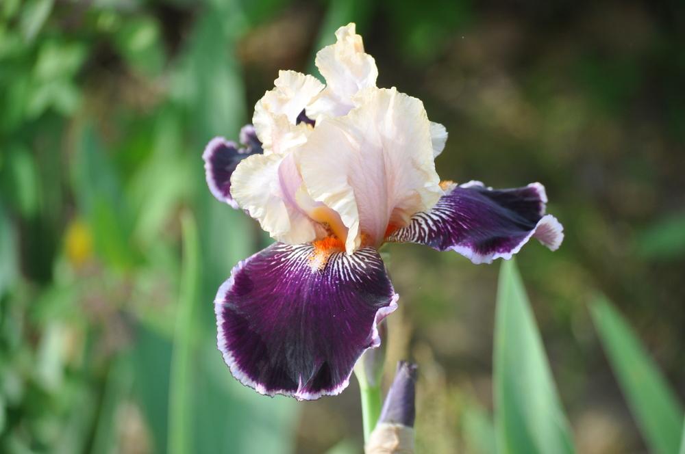 Photo of Tall Bearded Iris (Iris 'Liaison') uploaded by LewEm