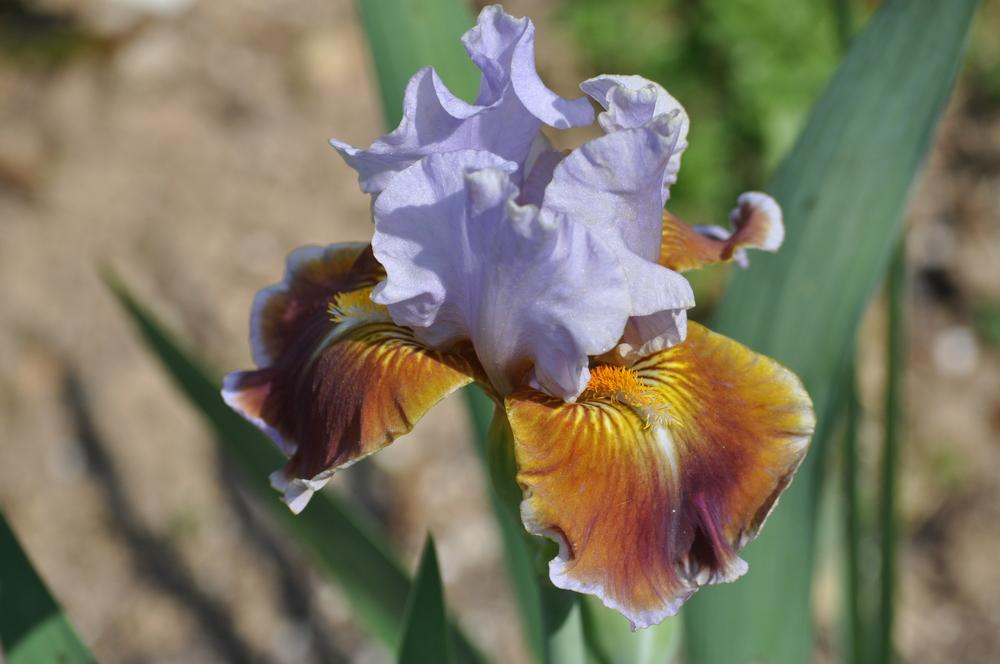 Photo of Intermediate Bearded Iris (Iris 'Man's Best Friend') uploaded by LewEm