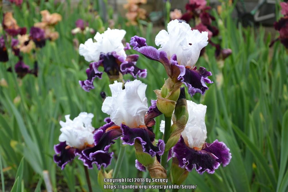 Photo of Tall Bearded Iris (Iris 'Applause Line') uploaded by Serjio