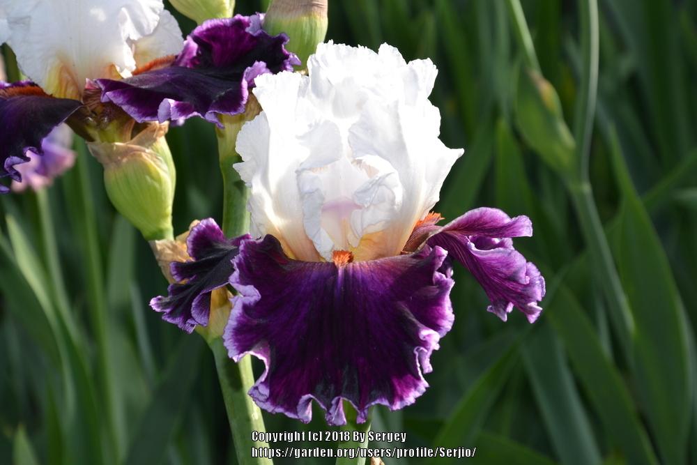Photo of Tall Bearded Iris (Iris 'Applause Line') uploaded by Serjio