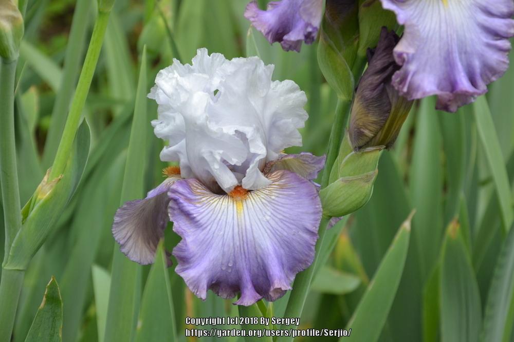 Photo of Tall Bearded Iris (Iris 'Arthouse') uploaded by Serjio
