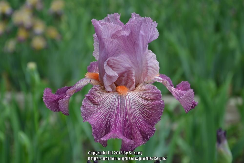 Photo of Tall Bearded Iris (Iris 'Anything Goes') uploaded by Serjio