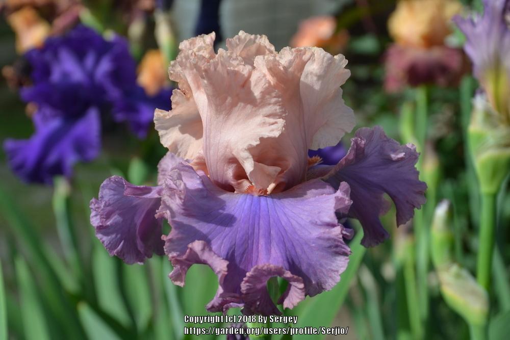 Photo of Tall Bearded Iris (Iris 'Ballerina Queen') uploaded by Serjio