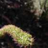 Bloom of Acaena cylindristachya