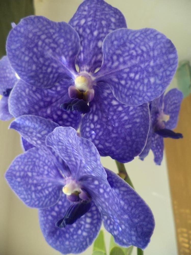 Photo of Orchid (Vanda Pachara Delight) uploaded by ShawnSteve