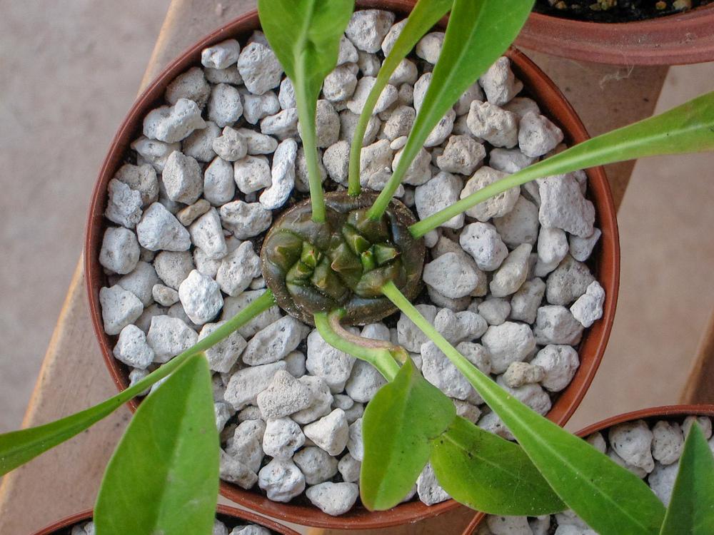 Photo of Euphorbia (Euphorbia bupleurifolia) uploaded by Baja_Costero