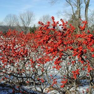 Red Sprite Winterberry in fruit