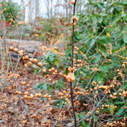 Location: Tyler Arboretum near Media, Pennsylvania
Date: 2015-12-13
'Winter Gold' Winterberry fruit