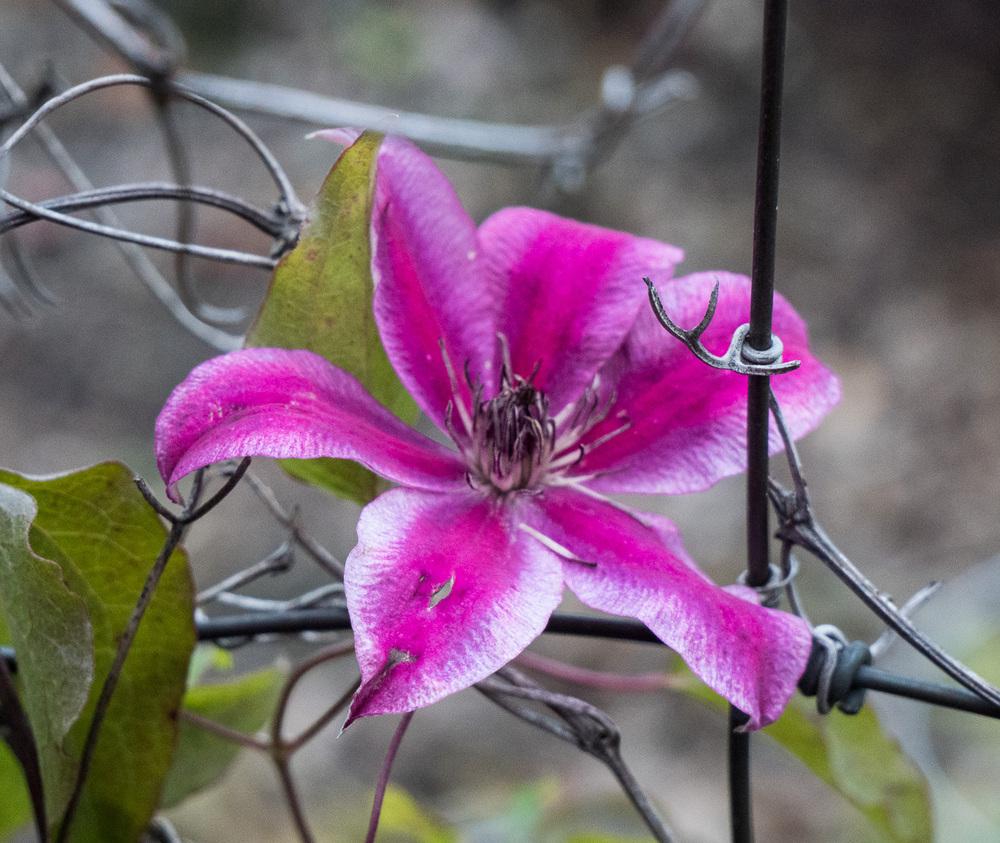 Photo of Clematis 'Carnaby' uploaded by frankrichards16