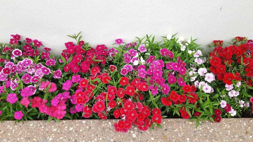 Photo of Dianthus uploaded by kheehua