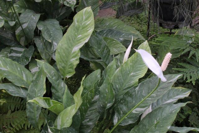 Photo of Peace Lily (Spathiphyllum 'Domino') uploaded by RuuddeBlock