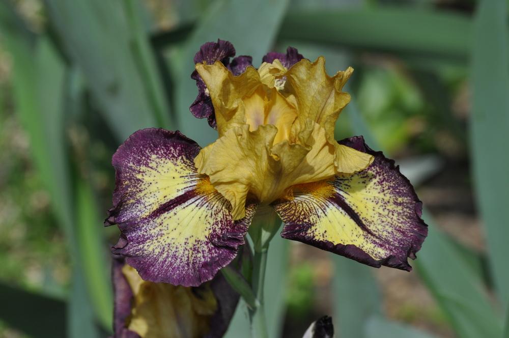 Photo of Tall Bearded Iris (Iris 'Aggressively Forward') uploaded by LewEm