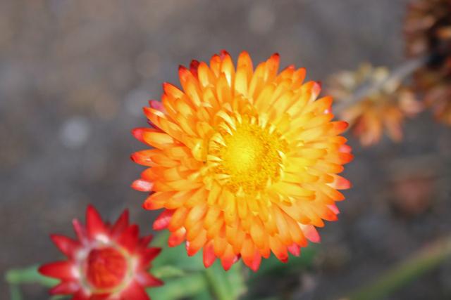 Photo of Strawflower (Xerochrysum bracteatum) uploaded by RuuddeBlock