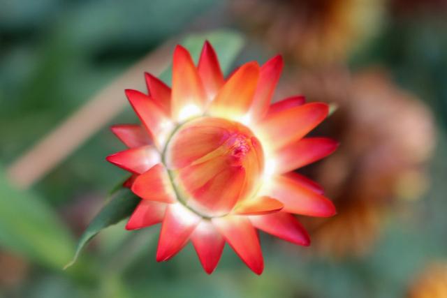 Photo of Strawflower (Xerochrysum bracteatum) uploaded by RuuddeBlock