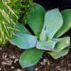 It's been growing in part shade (shaded by a larger plant in the 