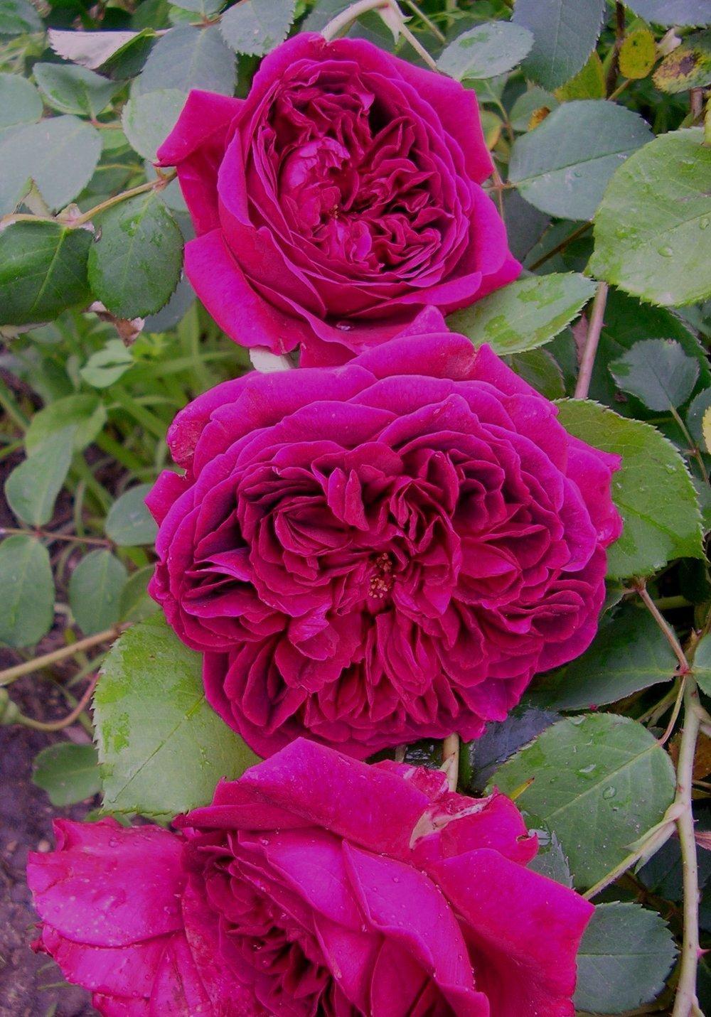 Photo of Rose (Rosa 'William Shakespeare 2000') uploaded by manueldalmeida