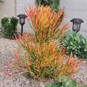 The south-facing side of my firesticks plant is very colorful whe