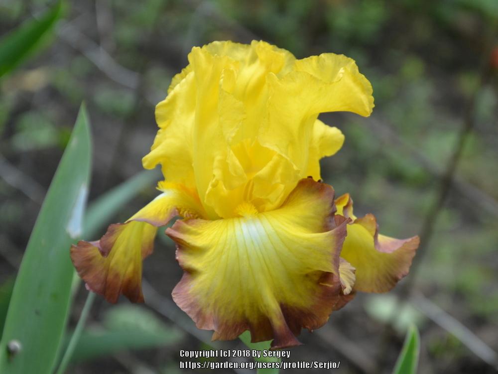 Photo of Tall Bearded Iris (Iris 'Bold Vision') uploaded by Serjio