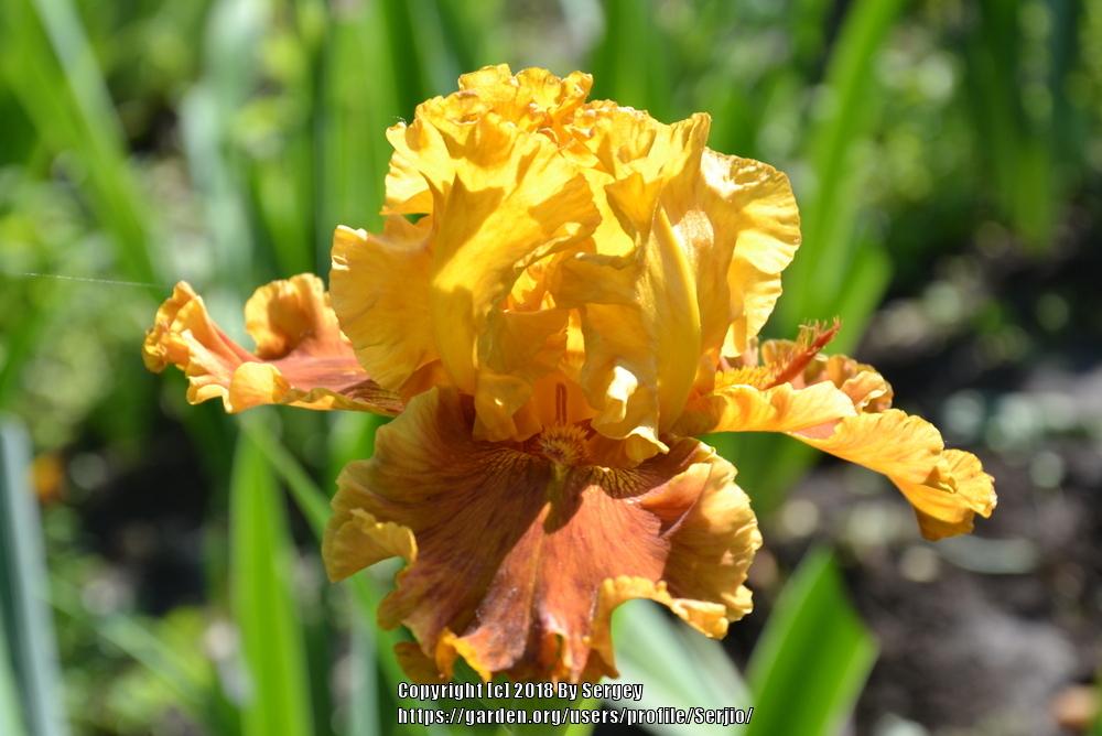 Photo of Tall Bearded Iris (Iris 'Blazing Beacon') uploaded by Serjio