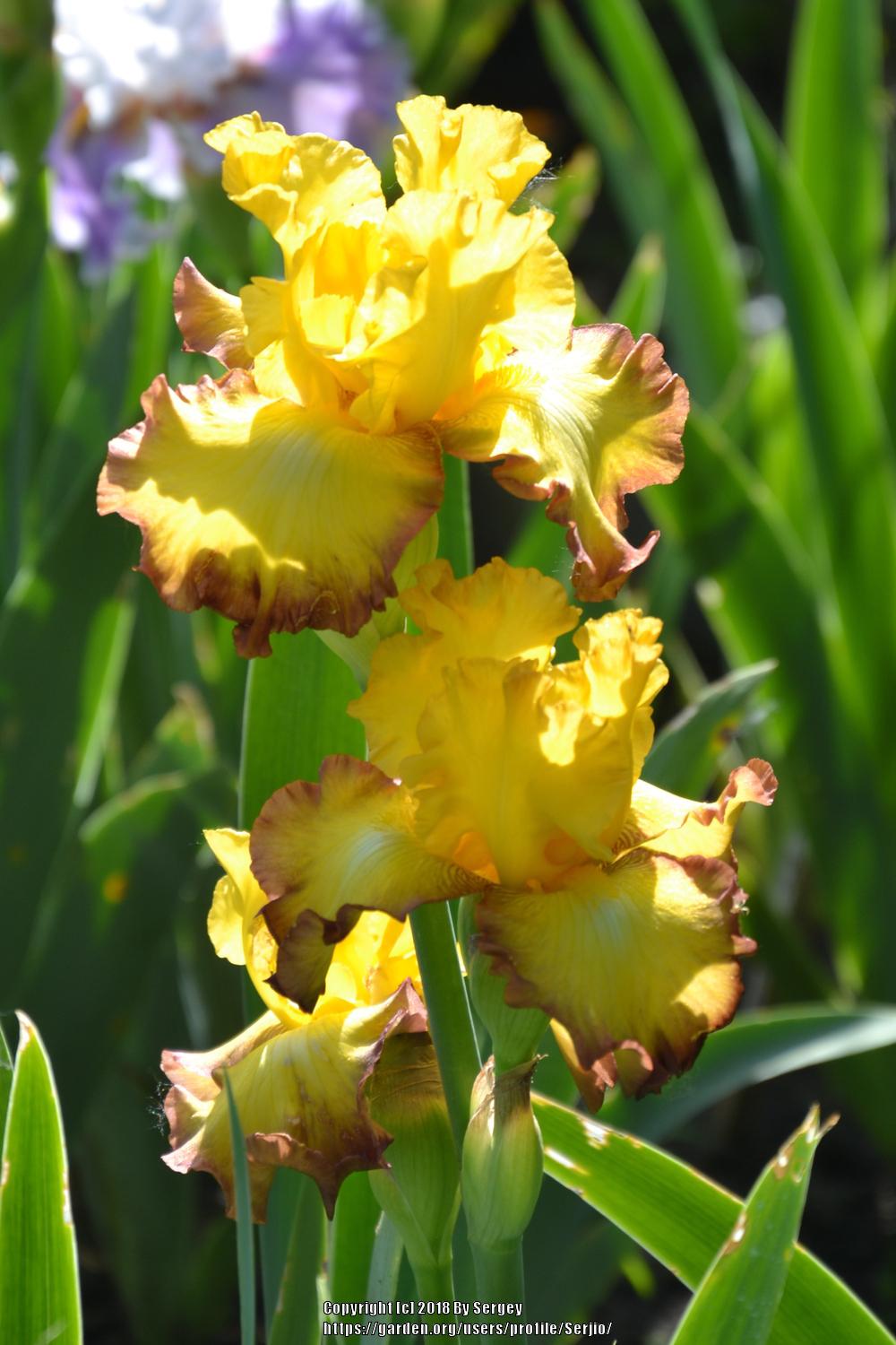 Photo of Tall Bearded Iris (Iris 'Bold Vision') uploaded by Serjio