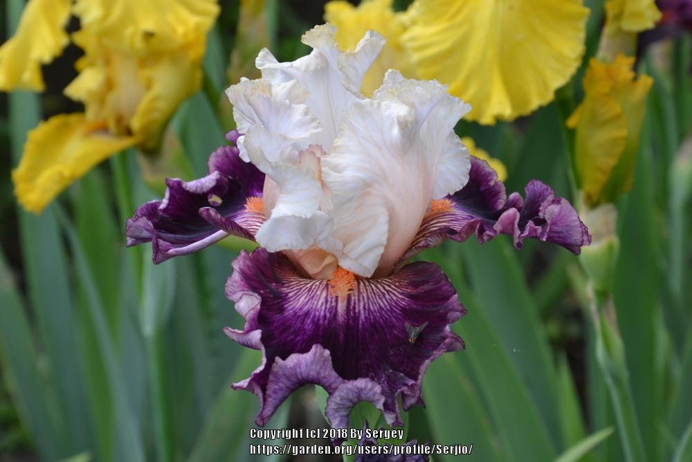 Photo of Tall Bearded Iris (Iris 'Brave Face') uploaded by Serjio