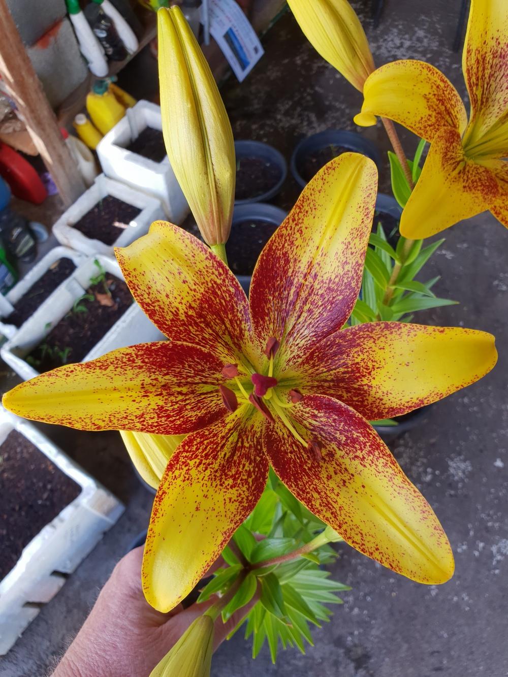 Photo of Lily (Lilium 'Golden Stone') uploaded by gwhizz