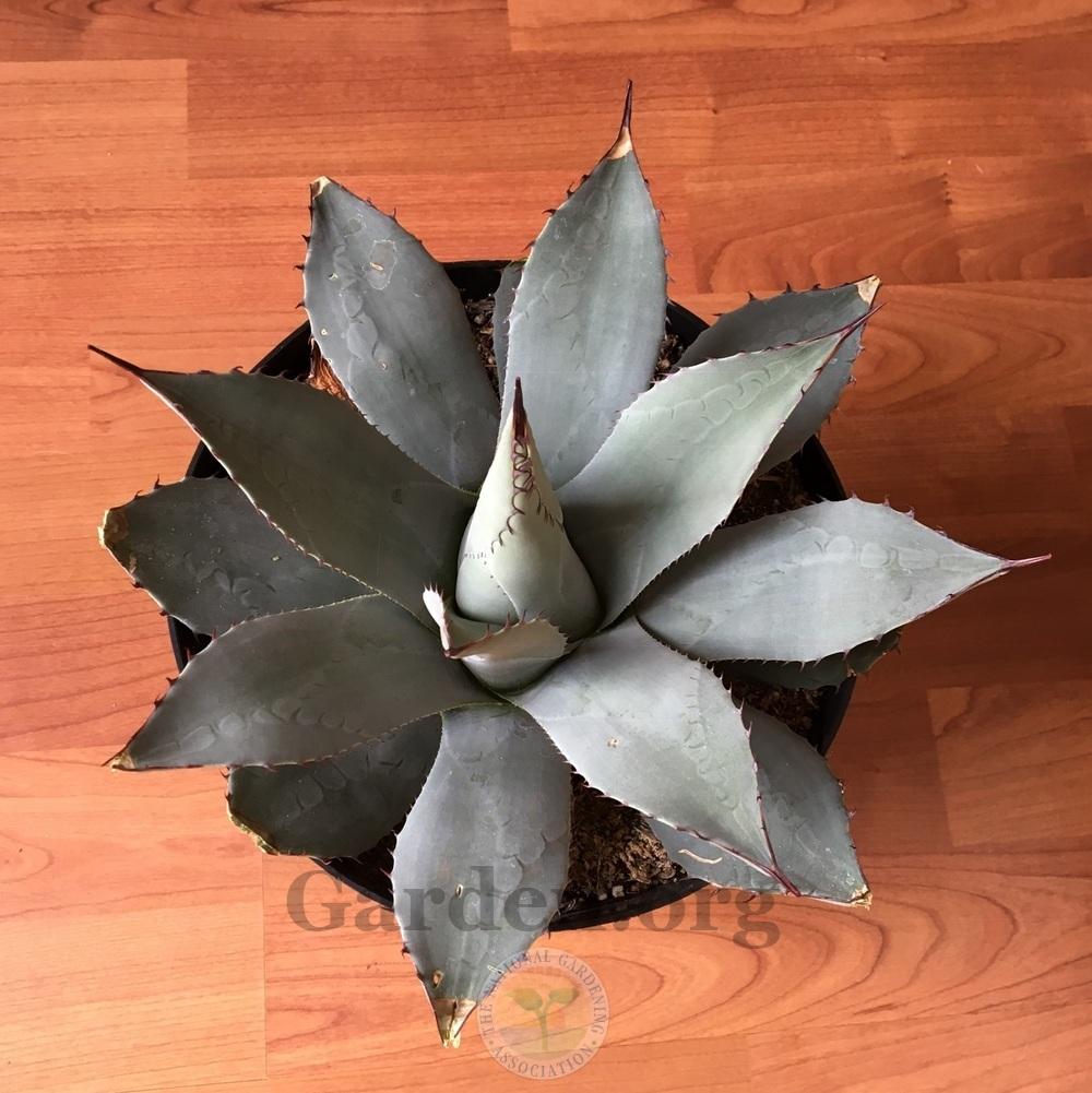 Photo of Parry's Agave (Agave parryi) uploaded by BlueOddish