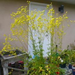 Location: Nora's Garden - Castlegar, B.C.
Date: 2014-09-12
- A tall and graceful plant, good at withstanding heavy winds.