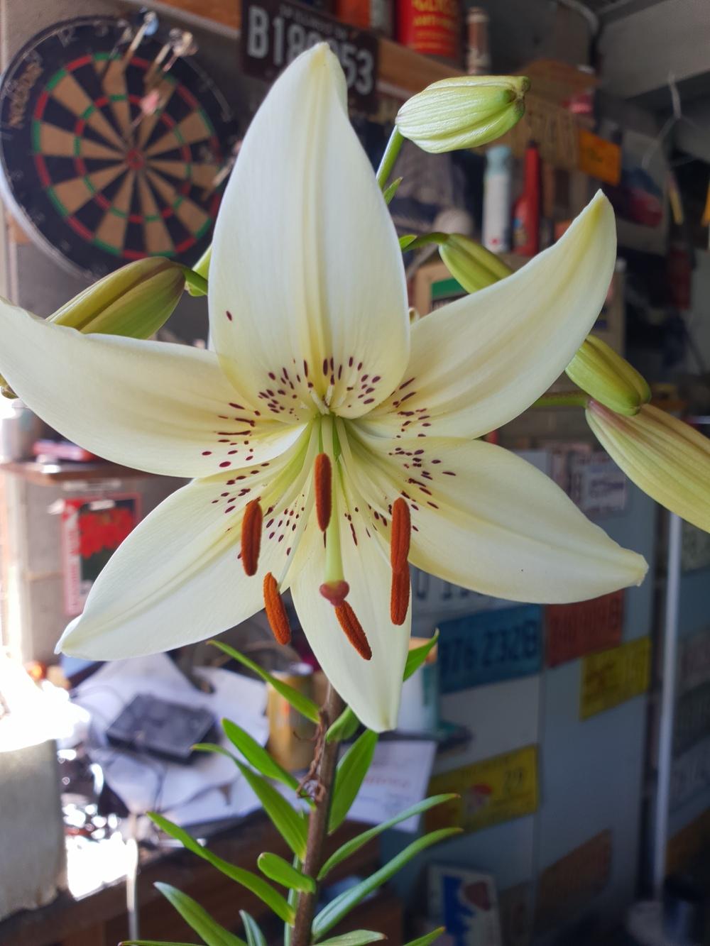 Photo of Lily (Lilium 'Sweet Surrender') uploaded by gwhizz
