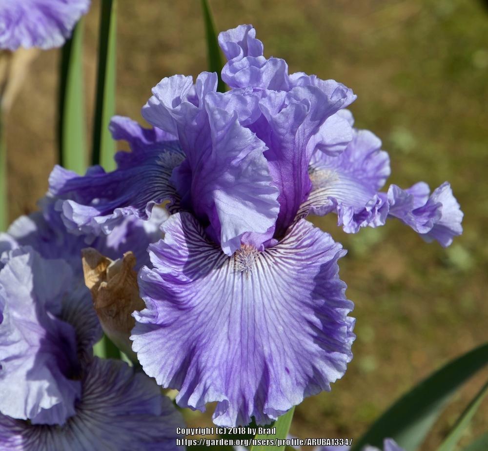 Photo of Tall Bearded Iris (Iris 'Ocean Liner') uploaded by ARUBA1334