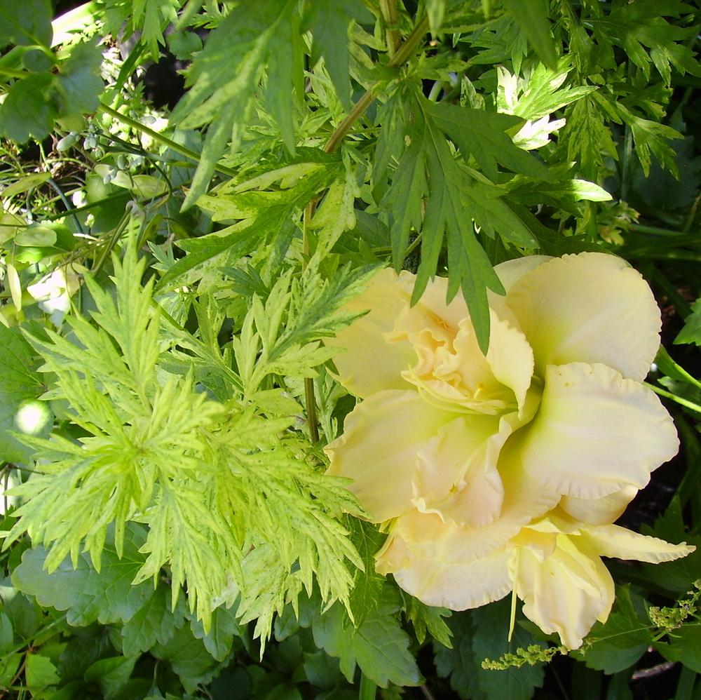 Photo of Variegated Mugwort (Artemisia vulgaris Oriental Limelight) uploaded by HemNorth