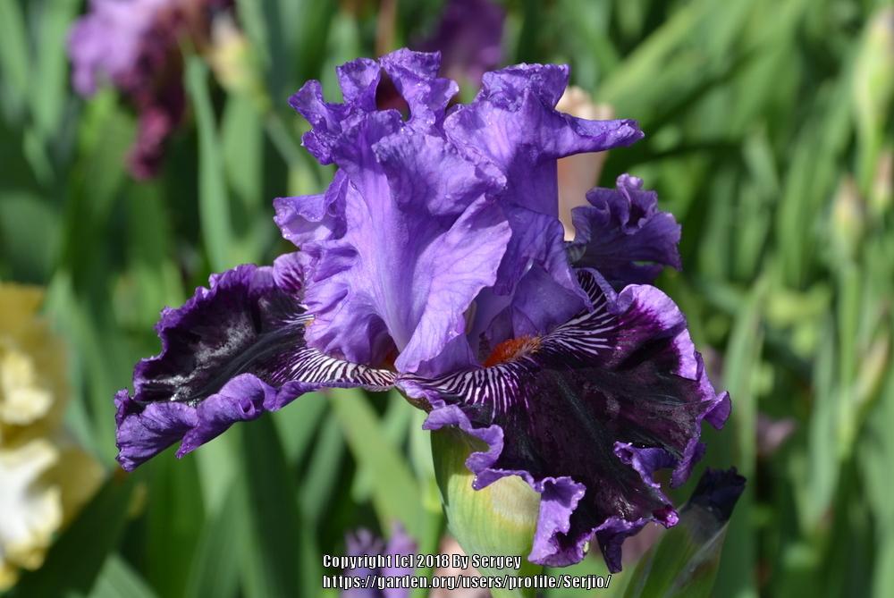 Photo of Tall Bearded Iris (Iris 'By Jeeves') uploaded by Serjio