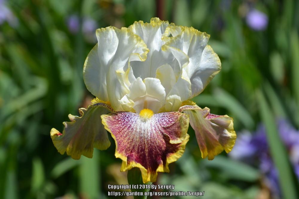 Photo of Tall Bearded Iris (Iris 'Carnival Ride') uploaded by Serjio